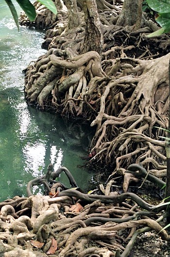 Mangroven am Wasser